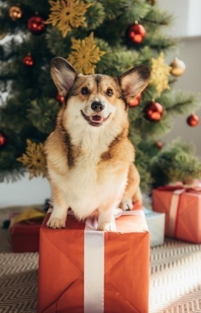 Happy dog sitting on top of a wrapped gift box in front of a holiday tree.